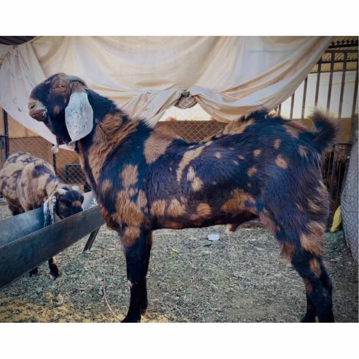sell goat or buy goats online in India