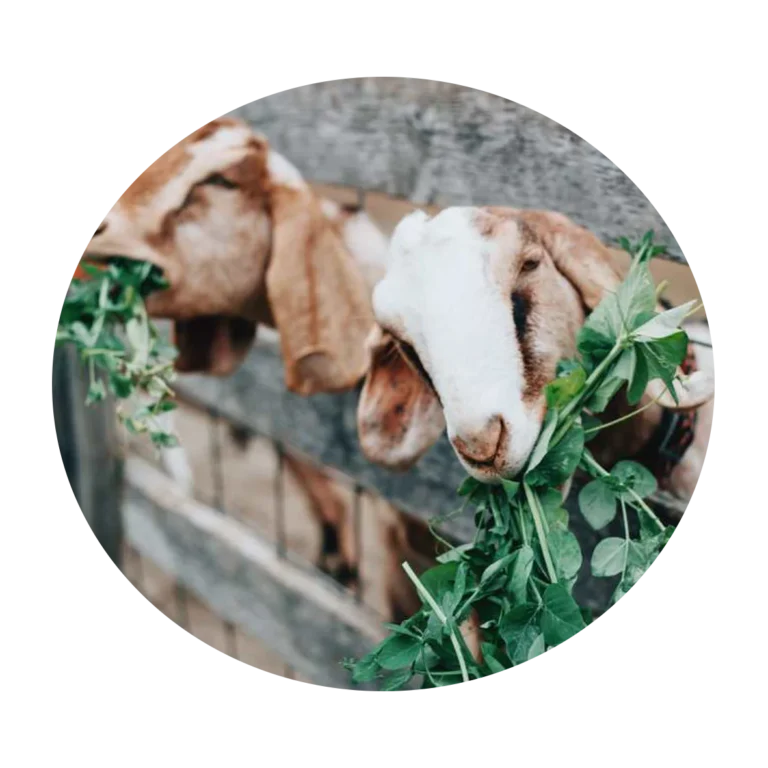 goat and sheep classifieds