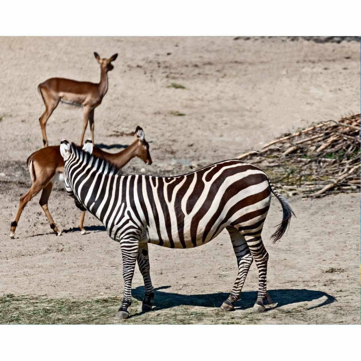 Animal classified